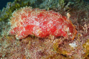 ミカドウミウシ Hexabranchus lacer