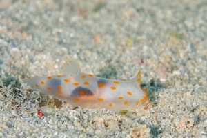 キヌハダウミウシ属の一種 15 Gymnodoris sp.15