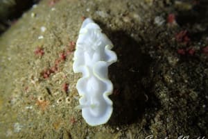 シロタエイロウミウシ Glossodoris buko