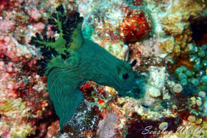 Nembrotha milleri