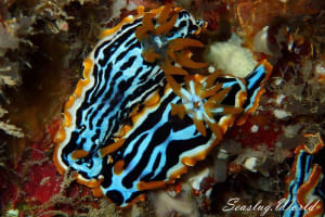 コモンウミウシ属の一種 5 Chromodoris sp. 5
          loading=