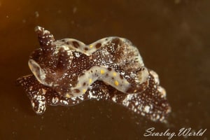 コネコウミウシ Pelagella joubini