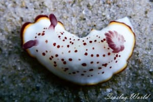 ゴニオブランクス・ダプネ Goniobranchus daphne