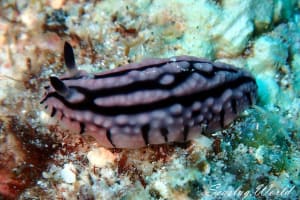 フィリディオプシス・ゲムマータ Phyllidiopsis gemmata
          loading=