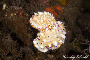 レンゲウミウシ Mexichromis multituberculata