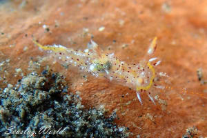 フジタウミウシ属の一種 6 Polycera sp. 6