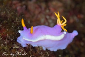 Hypselodoris apolegma