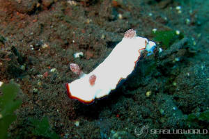 フチドリウサギウミウシ Goniobranchus preciosus