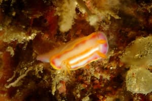 カナメイロウミウシ Hypselodoris kaname