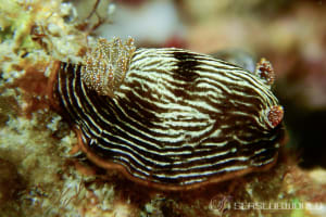 ホソスジイロウミウシ Chromodoris lineolata