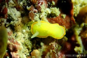 ミツイラメリウミウシ Diaphorodoris mitsuii