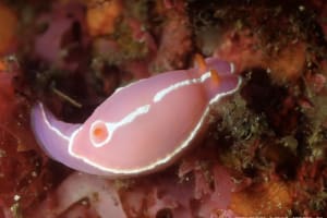 Hypselodoris shimodaensis