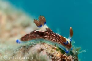 Nembrotha livingstonei