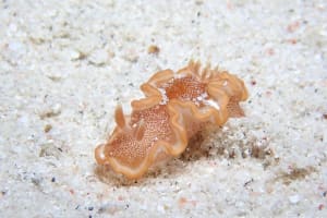 Glossodoris rufomarginata