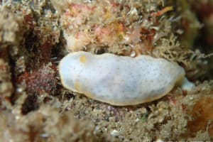 モンコウミウシ Chromodoris aspersa