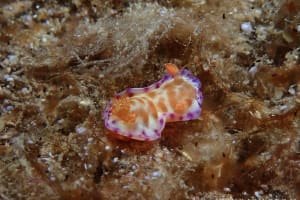 ミカドウミウシ Hexabranchus lacer