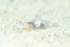 キヌハダウミウシ属の一種 15 Gymnodoris sp.15