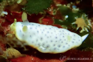 Chromodoris aspersa