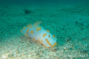 Gymnodoris impudica