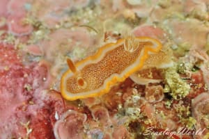 Glossodoris rufomarginata