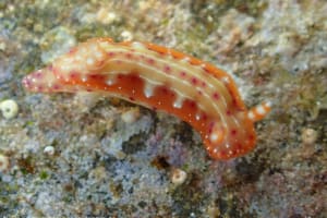 Hypselodoris decorata