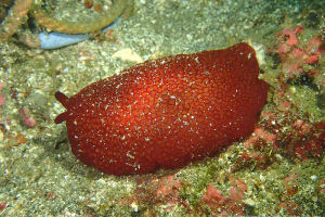 カメノコフシエラガイ Pleurobranchus peronii