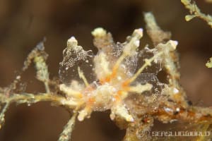 ホリミノウミウシ属の一種 2 Eubranchus sp. 2