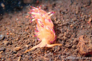 ミノウミウシの仲間 Aeolidida spp.