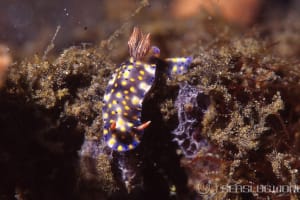 オダカホシゾラウミウシ Hypselodoris roo