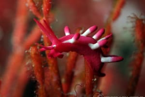 アカイバラウミウシ Ceratodoris kondoi