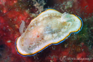ゴニオブランクス・トリマルギナトゥス Goniobranchus trimarginatus