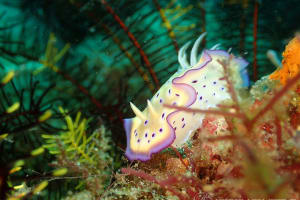 オトヒメウミウシ Goniobranchus kuniei