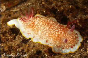 サラサウミウシ Goniobranchus sp.16