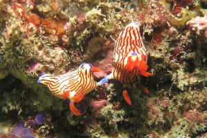 クロスジリュウグウウミウシ Nembrotha sp. 5