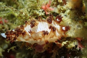 シラヒメハナガサウミウシ Tritonia insulae