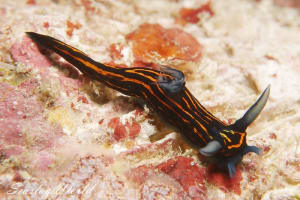 Tyrannodoris luteolineata