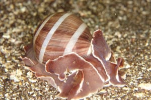 Hydatina albocincta