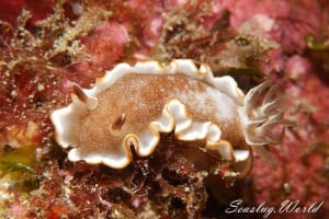 キャラメルウミウシ Glossodoris rufomarginata