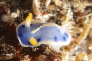 アオウミウシ Hypselodoris festiva