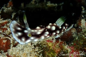 Goniobranchus geometricus