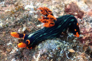 アカフチリュウグウウミウシ Nembrotha kubaryana