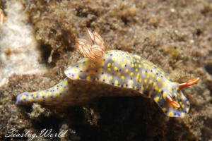 オダカホシゾラウミウシ Hypselodoris roo