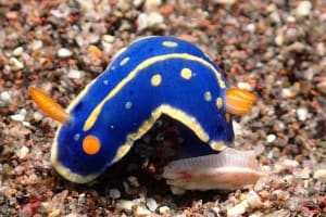 アオウミウシ Hypselodoris festiva