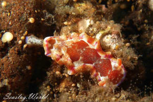 ミカドウミウシ Hexabranchus lacer