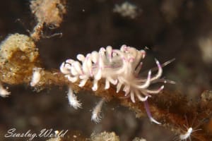 Unidentia sandramillenae