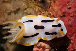 クロモドーリス・ダイアナエ Chromodoris dianae