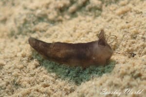 スミゾメキヌハダウミウシ Gymnodoris nigricolor