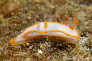 キンセンウミウシ Gymnodoris amakusana