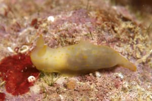 キヌハダウミウシ属の仲間 Gymnodoris spp.