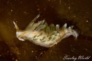 ホリミノウミウシ Eubranchus horii